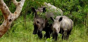 home of only white rhinos Uganda
